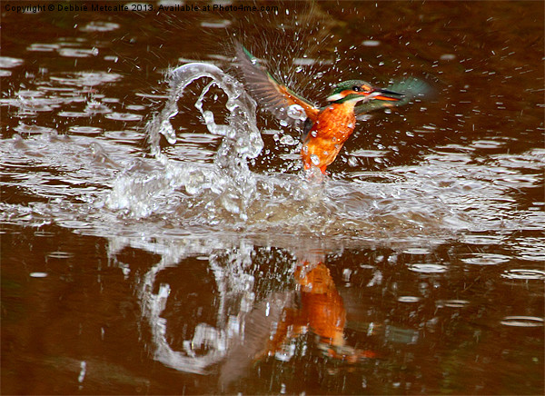 Kingfisher splash Picture Board by Debbie Metcalfe