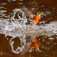 Buy canvas prints of Kingfisher splash by Debbie Metcalfe