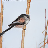 Buy canvas prints of Portrait of a long tailed tit by Debbie Metcalfe
