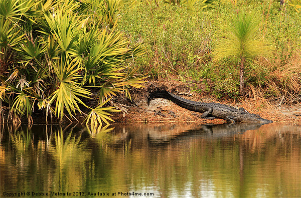 Alligator with her babies Picture Board by Debbie Metcalfe