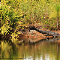 Buy canvas prints of Alligator with her babies by Debbie Metcalfe