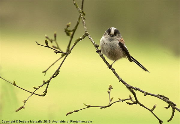 Beautiful Long Tailed Tit Picture Board by Debbie Metcalfe