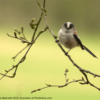 Buy canvas prints of Beautiful Long Tailed Tit by Debbie Metcalfe