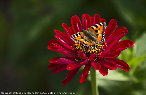 Chrysanthemum & Small Tortoiseshell Butterfly Picture Board by Debbie Metcalfe