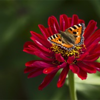 Buy canvas prints of Chrysanthemum & Small Tortoiseshell Butterfly by Debbie Metcalfe