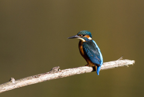 Kingfisher stopped for a rest Picture Board by Debbie Metcalfe