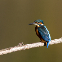 Buy canvas prints of Kingfisher stopped for a rest by Debbie Metcalfe