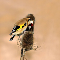 Buy canvas prints of Hungry Goldfinch by Debbie Metcalfe