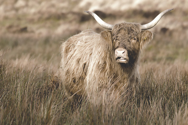 You looking at me! Picture Board by Debbie Metcalfe