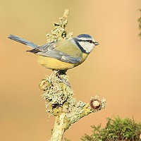 Buy canvas prints of A quick rest stop for Blue tit  by Debbie Metcalfe