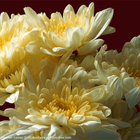 Buy canvas prints of Chrysanthemums Close Up by Stephen Conroy