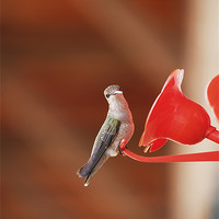Buy canvas prints of Humming bird, sassy by Patti Barrett