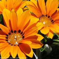 Buy canvas prints of Starshine  Orange Glitter Daisy by Patti Barrett