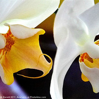 Buy canvas prints of White orchids, macro by Patti Barrett
