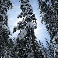 Buy canvas prints of Snow Trees, sun burst by Patti Barrett