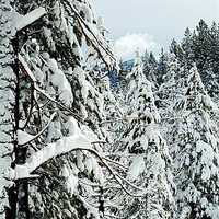 Buy canvas prints of Winter pine trees by Patti Barrett
