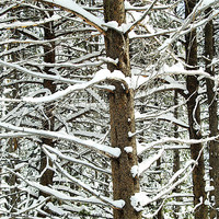 Buy canvas prints of Trees , snowy in Winter by Patti Barrett