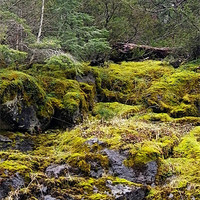 Buy canvas prints of Mountain spring moss by Patti Barrett