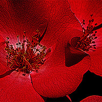 Buy canvas prints of Red flower macro by Patti Barrett