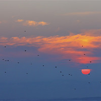 Buy canvas prints of Sunset with birds by Cristian Mihaila