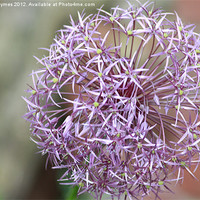 Buy canvas prints of Natures Bauble by Diana Symes