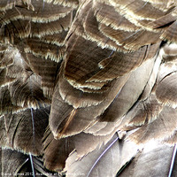 Buy canvas prints of Beautiful Feathers by Diana Symes