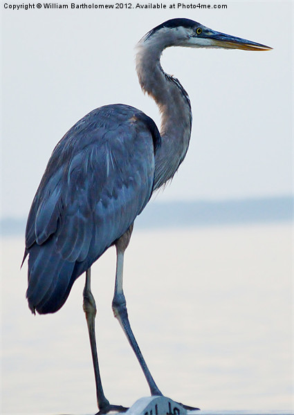 Blue Heron Picture Board by Beach Bum Pics