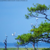 Buy canvas prints of Flock of Great Egrets by Beach Bum Pics