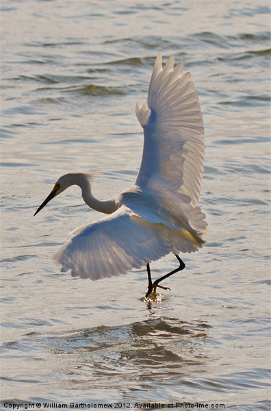 Egret Fishing Picture Board by Beach Bum Pics
