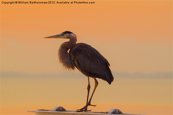 Resting Heron Picture Board by Beach Bum Pics