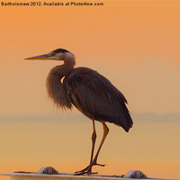 Buy canvas prints of Resting Heron by Beach Bum Pics