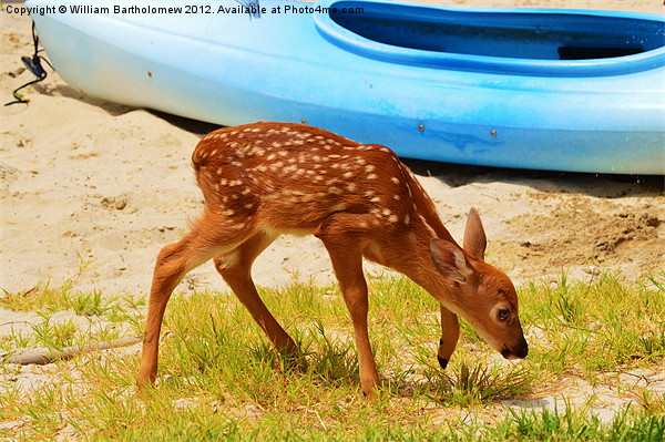 Fawn Picture Board by Beach Bum Pics