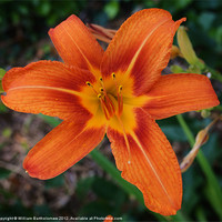 Buy canvas prints of Tiger Lily by Beach Bum Pics