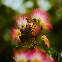 Buy canvas prints of Mimosa Blooms by Beach Bum Pics