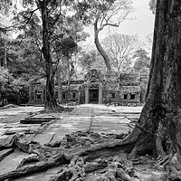 Buy canvas prints of Ta Prohm by Jed Pearson