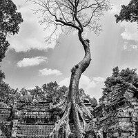 Buy canvas prints of Ta Prohm Tree by Jed Pearson