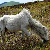 Buy canvas prints of Wild Mountain Pony by Jed Pearson