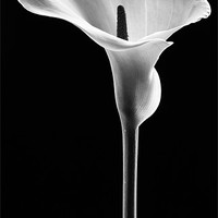 Buy canvas prints of Arum Lily by Jed Pearson