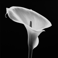 Buy canvas prints of Calla Lily by Jed Pearson