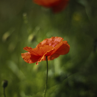 Buy canvas prints of Flanders Poppy by Jed Pearson
