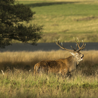 Buy canvas prints of Stag in the grass by Jed Pearson