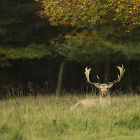 Buy canvas prints of Fallow stag by Jed Pearson