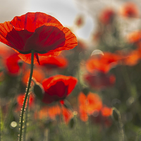 Buy canvas prints of  Flanders Poppy by Jed Pearson