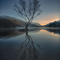 Buy canvas prints of Lone Tree by Jed Pearson