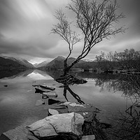 Buy canvas prints of Lone Birch by Jed Pearson