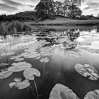 Buy canvas prints of Elterwater water lily by Jed Pearson
