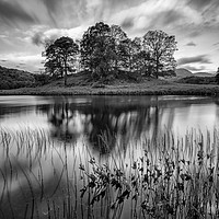 Buy canvas prints of Trees at Elterwater by Jed Pearson