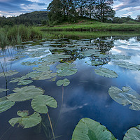 Buy canvas prints of Lily pads and reflections by Jed Pearson