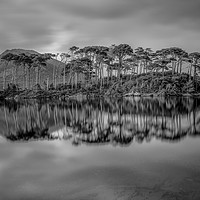 Buy canvas prints of Pine Island by Jed Pearson