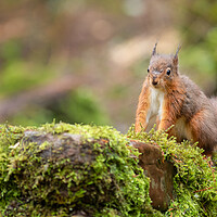 Buy canvas prints of Red squirrel by Jed Pearson